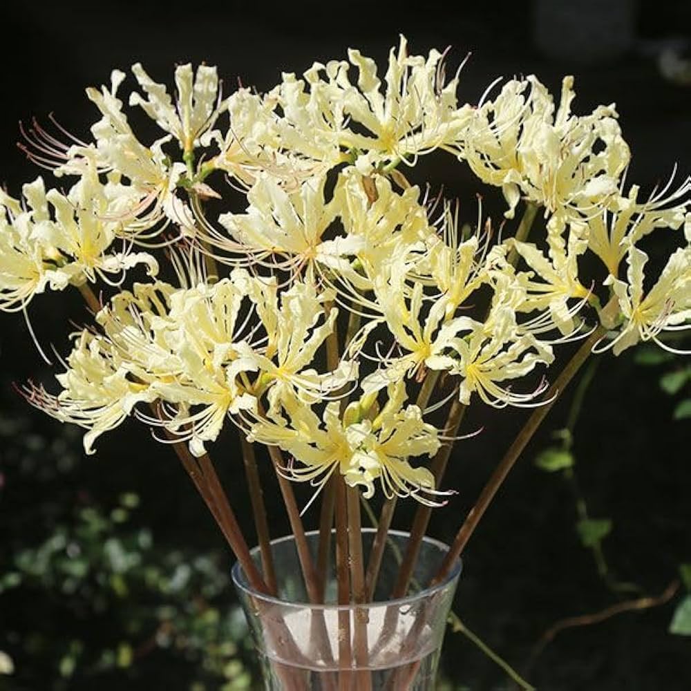 彼岸花の球根　400球 楽天市場】ヒガンバナ 球根（球根｜ガーデニング・農業）：花